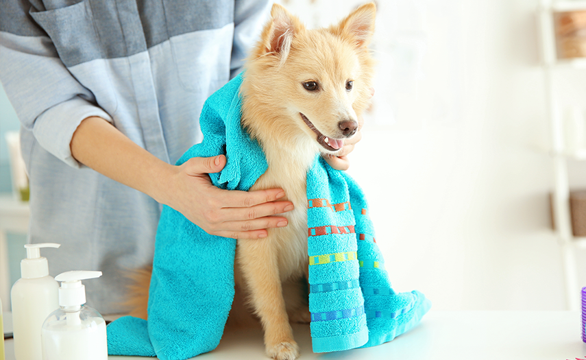 Drying The Dog With A Towel